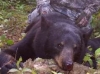 Ontario bear hunting